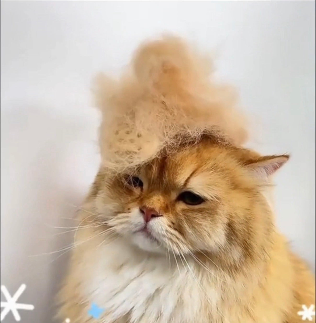 3-IN-1 PET GROOMING BRUSH